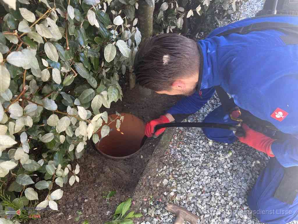 Rioolvliegjes Lisse